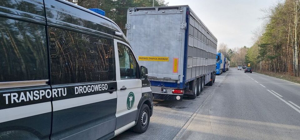 Długotrwały przewóz zwierząt środkiem transportu niedopuszczonym przez właściwy organ